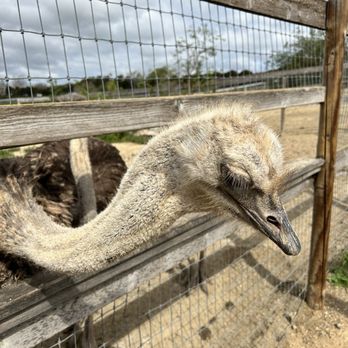 Ostrichland USA - Attraction Farms Near Me - Solvang, California Ostrichland USA - Attraction Farms Near Me - Solvang, California