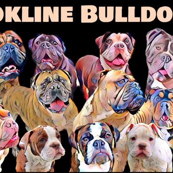 Brookline Bulldogges - Pet Breeders Near Me Brookline Bulldogges - Pet Breeders Near Me