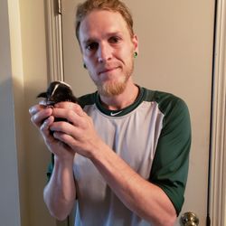 Kansas Wildlife Professionals - baby skunk being rehabbed