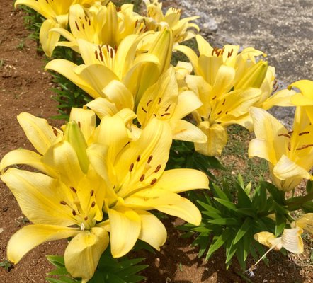 リリーフィールド公園 12 Photos Botanical Gardens 伊江村東江上 国頭郡 沖縄県 Japan Phone Number Yelp