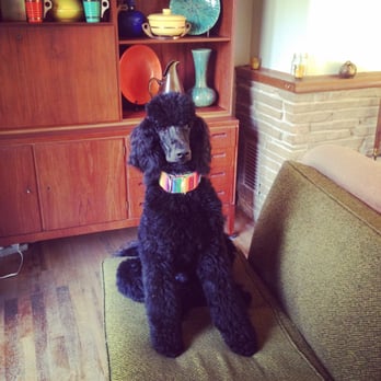 The Painted Pooch - He knows how handsome he is! - Pet Groomers Near Me - Burien, Washington The Painted Pooch - He knows how handsome he is! - Pet Groomers Near Me - Burien, Washington