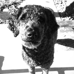 Unique Pet Care - Pet Care