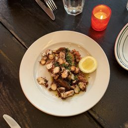 OCTOPUS OCTOPUS