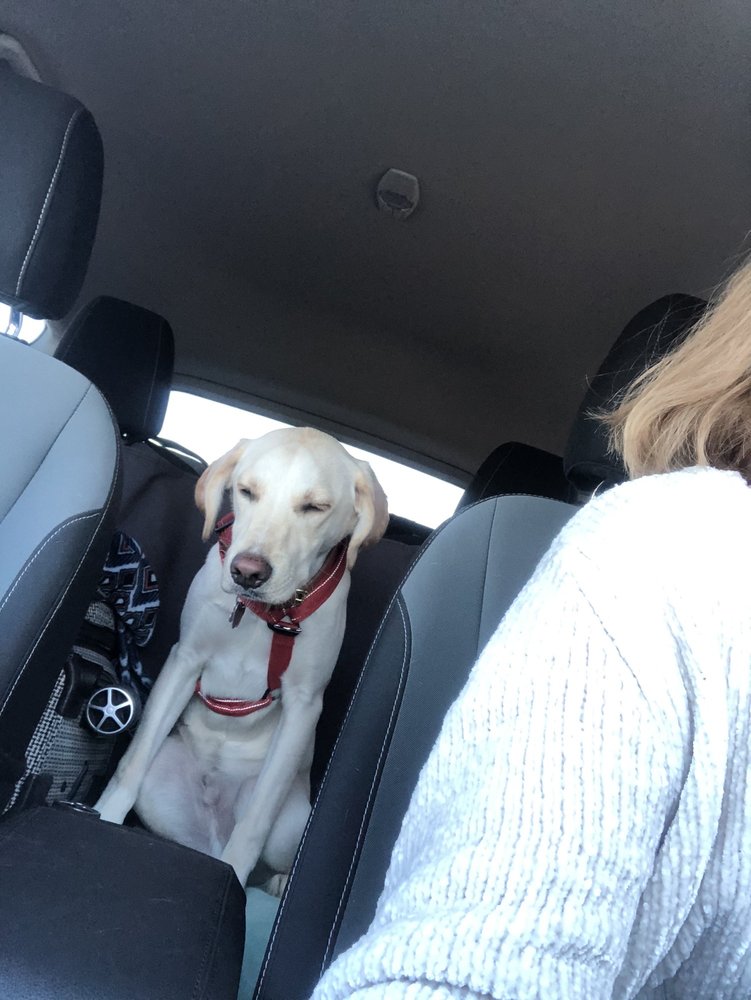 THE BARKMORE PET HOTEL & DAYCARE Updated September 2024 23 Reviews