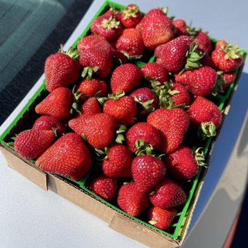 Sun Strawberry - Fruits & Veggies Near Me - Elk Grove, California Sun Strawberry - Fruits & Veggies Near Me - Elk Grove, California