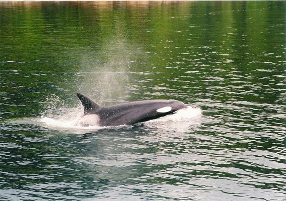 Alaska Peak & Seas by null
