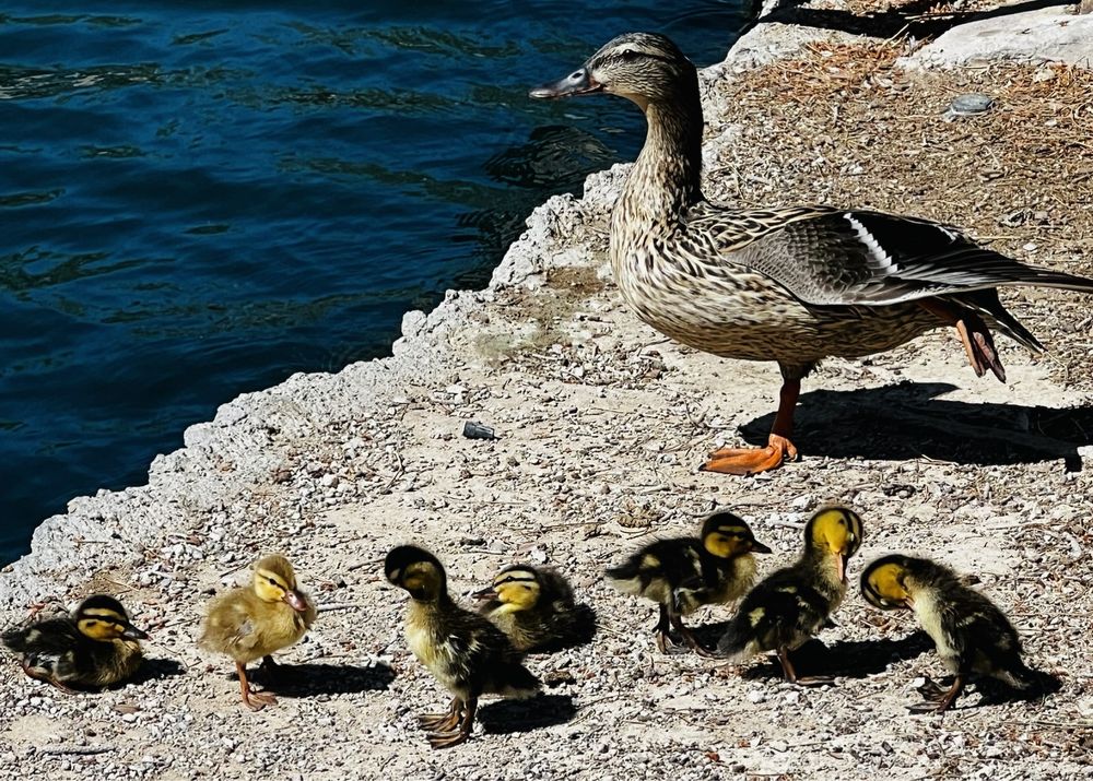 NORTH LAS VEGAS LIBRARY DISTRICT ALIANTE LIBRARY Updated October