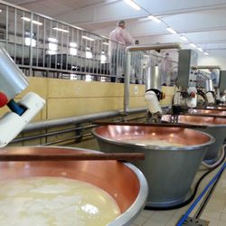 Consorzio Produttori Latte - The milk is heated and the curds sink to the bottom of these giant vats.