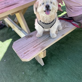 All Thaied Up - Our fur baby giving this place thumbs up for welcoming furry pals. - Food Trucks Near Me All Thaied Up - Our fur baby giving this place thumbs up for welcoming furry pals. - Food Trucks Near Me