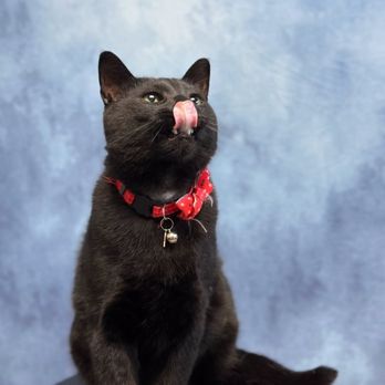 Highland Veterinary Hospital - Veterinarians Near Me - Highland, Michigan Highland Veterinary Hospital - Veterinarians Near Me - Highland, Michigan