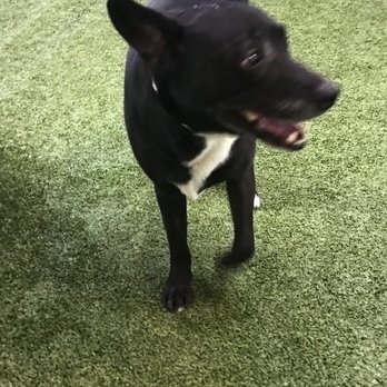 Pet Camp - Common area - Pet Training Near Me - San Francisco, California