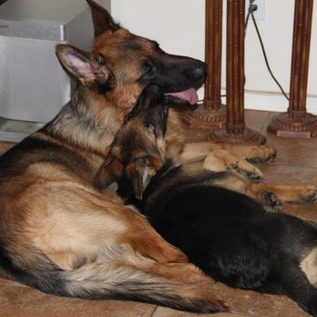 Quality K-9 - Pet Training Near Me