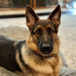 Von Waldberg German Shepherds