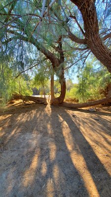 Furnace Creek Campground by null