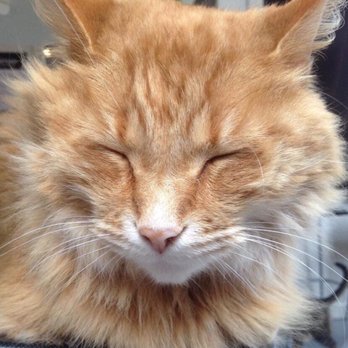 Sip & Purr Cat Cafe - Pet Adoption Near Me - Milwaukee, Wisconsin