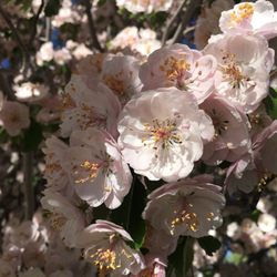 Conoco - Nearby ffflowers