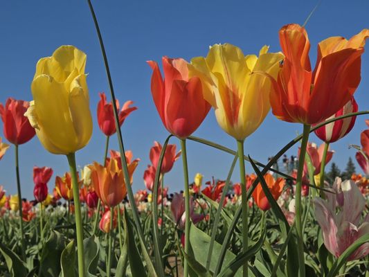 Wooden Shoe Tulip Farm by null