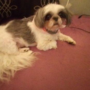 Forever Vets - Sammie following a groom by Renee 3 3 2020 - Veterinarians Near Me - Jacksonville, Florida