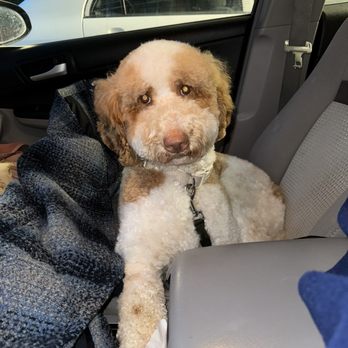 Bark Avenue Pdx - Pet Groomers Near Me - Tigard, Oregon Bark Avenue Pdx - Pet Groomers Near Me - Tigard, Oregon