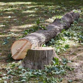 Lahib Landscaping - a tree that has been cut down - Landscaping Near Me