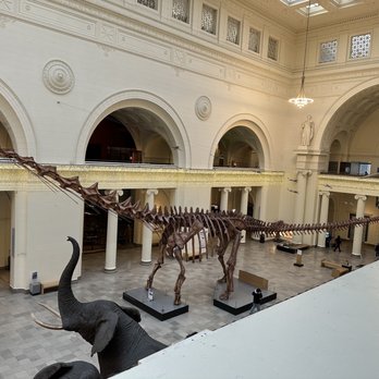 Field Museum - It's just not the same. I understand change but this was a miss - Museums Near Me - Chicago, Illinois Field Museum - It's just not the same. I understand change but this was a miss - Museums Near Me - Chicago, Illinois