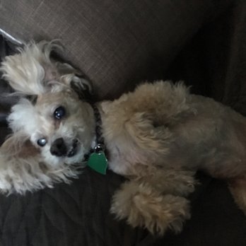 pawlished pets mobile grooming