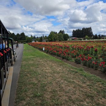 Swan Island Dahlias - On the train! - Nurseries & Gardening Near Me - Canby, Oregon Swan Island Dahlias - On the train! - Nurseries & Gardening Near Me - Canby, Oregon