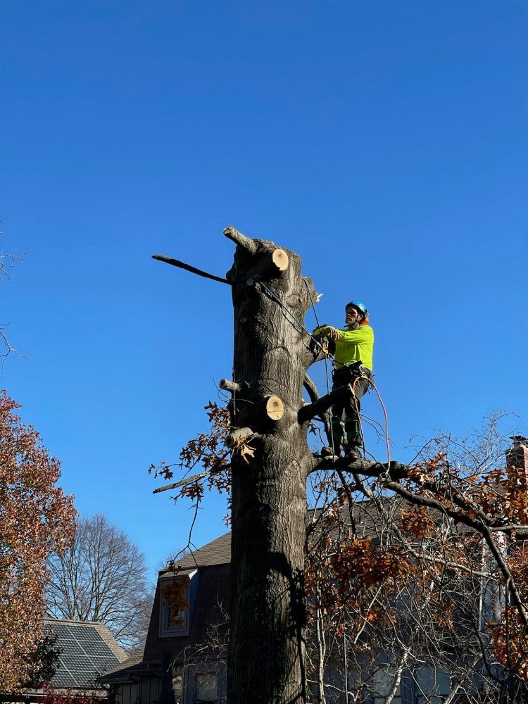 Chapman Tree Specialist - tree service in Vancleave, MS