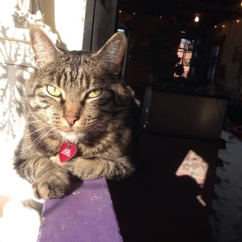 Sunfire Ceramics - Simon the Shop Kitty - Venues & Event Spaces Near Me - Lawrence, Kansas