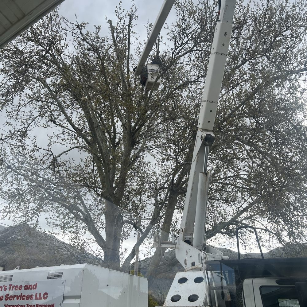 Adrian's Tree and Landscape Services - During service - Tree Services Near Me - West Point, Utah