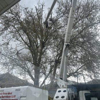 Adrian's Tree and Landscape Services - During service - Tree Services Near Me - West Point, Utah