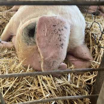 Hidden Villa - Mama piggy - Community Service/Non-Profit Near Me - Los Altos Hills, California