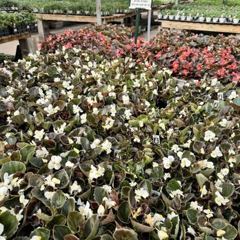 TLC Garden Centers - Nurseries & Gardening Near Me - Oklahoma City, Oklahoma TLC Garden Centers - Nurseries & Gardening Near Me - Oklahoma City, Oklahoma