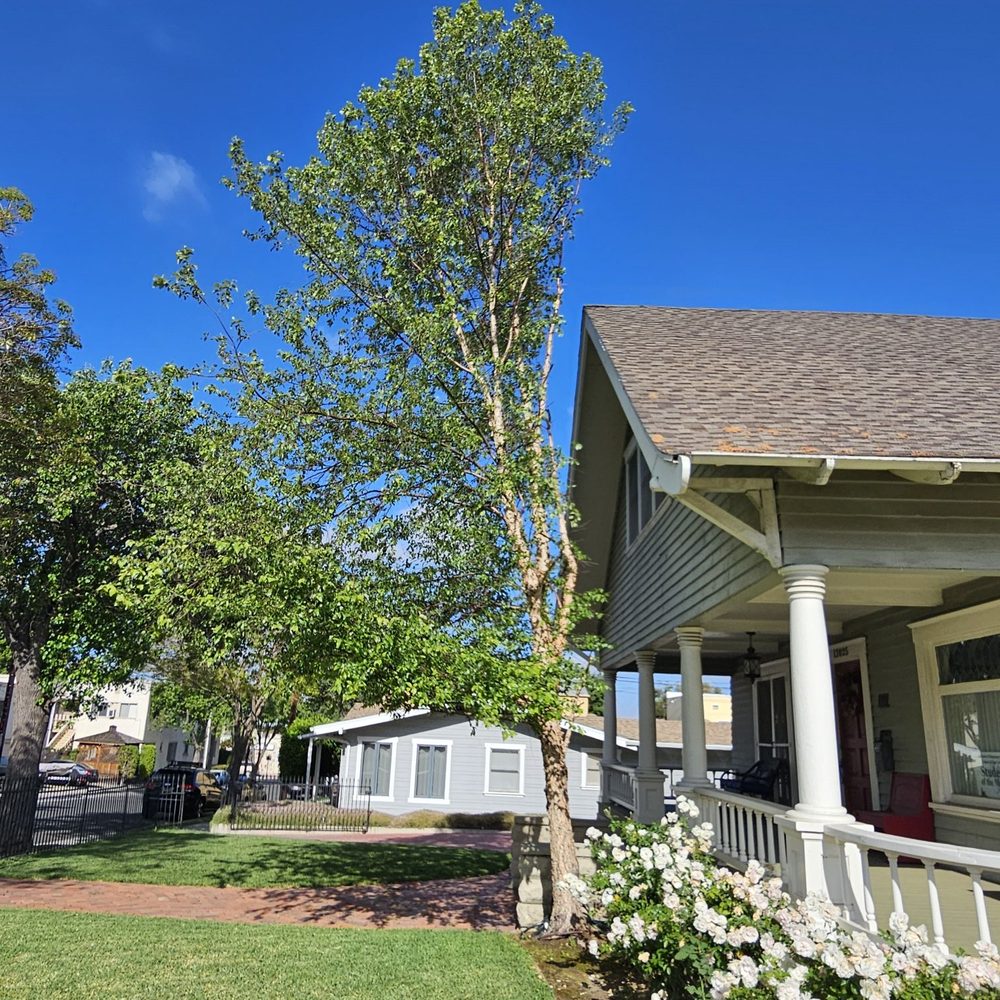Affordable Tree Service - After - Tree Services Near Me Affordable Tree Service - After - Tree Services Near Me