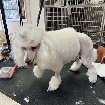 Grooming By Gloria - Pet Groomers Near Me - San Antonio, Texas Grooming By Gloria - Pet Groomers Near Me - San Antonio, Texas
