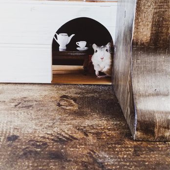 Wonder City Coffee - two cats peeking out of a door - Coffee & Tea Near Me - Locust Grove, Oklahoma