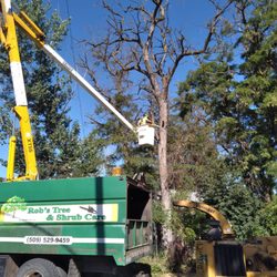 Rob's Tree & Shrub Care - Rob's Tree & Shrub Care