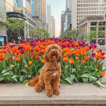 DC Dog Wizard - Ollie posing off-leash in the middle of the Magnificent Mile in Chicago - Pet Training Near Me - Washington, DC, District of Columbia DC Dog Wizard - Ollie posing off-leash in the middle of the Magnificent Mile in Chicago - Pet Training Near Me - Washington, DC, District of Columbia