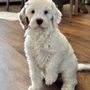 Qualified Pet Services