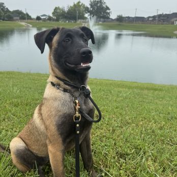 Bellum K9 - Pet Training Near Me Bellum K9 - Pet Training Near Me