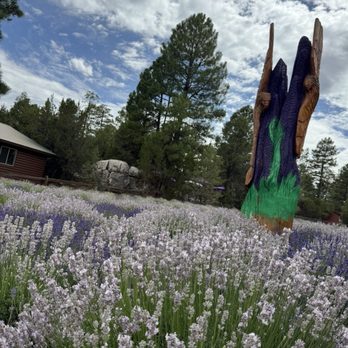 Windy Hills Lavender Farm - Attraction Farms Near Me - Heber, Arizona Windy Hills Lavender Farm - Attraction Farms Near Me - Heber, Arizona