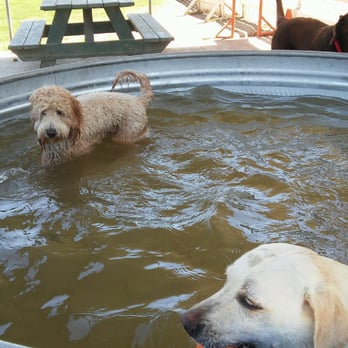 CR Ranch Pet-O-Tel - Our Walter having a blast in the pool on a hot hot day! - Pet Boarding Near Me - Modesto, California