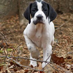 Dennis Akins Photography - Pet portraits, we do them.
