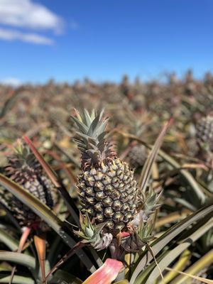 Maui Pineapple Tour by null
