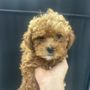 Tiki Dog Salon
