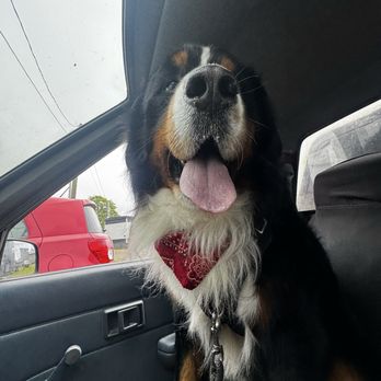 Tidy Pets Grooming - Moof - Pet Groomers Near Me Tidy Pets Grooming - Moof - Pet Groomers Near Me