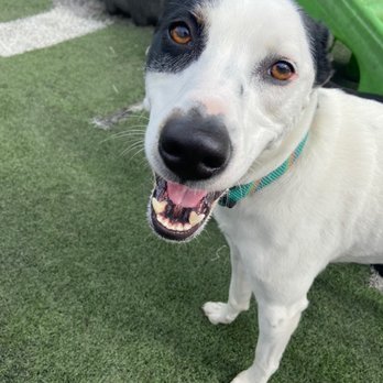 Friendly Paws Pet Resort - Pet Sitting Near Me - McKees Rocks, Pennsylvania