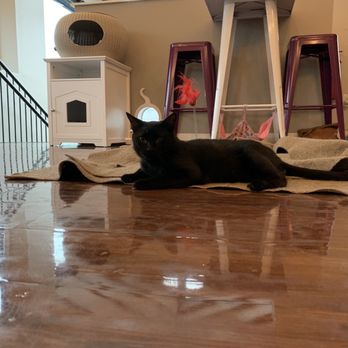 Cat Tales Cat Cafe - Little Boy on the Ripple Rug, they love this thing!! - Cafes Near Me - Chapel Hill, North Carolina Cat Tales Cat Cafe - Little Boy on the Ripple Rug, they love this thing!! - Cafes Near Me - Chapel Hill, North Carolina