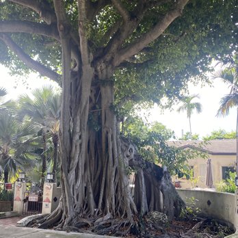 Arborist Tree Experts - Tree Services Near Me Arborist Tree Experts - Tree Services Near Me
