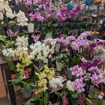 Fred Meyer - Orchids - Department Stores Near Me - Burlington, Washington Fred Meyer - Orchids - Department Stores Near Me - Burlington, Washington